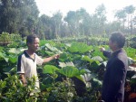 Kinh tế vườn tạo thu nhập đều đặn cho nông dân Quảng Trị