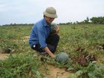 Nông dân Vĩnh Tú, Vĩnh Linh thu hoạch dưa hấu
