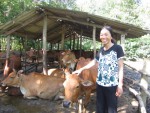 Nhờ phát triển chăn nuôi bò nên nhiều nông dân trên địa bàn Triệu Phong đã có thu nhập ổn định và vươn lên làm giàu
