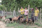 Thành lập nhóm hộ chăn nuôi dê ở vùng đồng bào dân tộc
