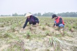 Người dân xã Trung Giang, Gio Linh chăm sóc cây sả