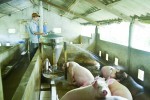 Nhiều hộ dân ở xã Hải Khê, Hải Lăng đầu tư mô hình chăn nuôi lợn với quy mô trên 50 con/lứa