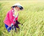 Niềm vui của nông dân trên đồng lúa chất lượng cao; ảnh: Lâm Quang Huy