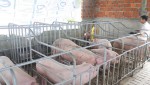 Trang trại chăn nuôi lợn của gia đình chị Thảo