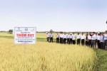Các đại biểu tham quan thực tế mô hình liên kết sản xuất lúa chất lượng cao trên địa bàn xã Gio Mỹ, Gio Linh