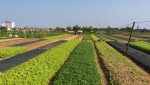 Mô hình trồng rau theo tiêu chuẩn VietGap ở phường Đông Thanh, TP Đông Hà