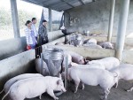 Chăn nuôi lợn theo hướng tập trung ở Vĩnh Linh