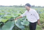Cán bộ nông nghiệp xã Hải Sơn kiểm tra ruộng sen