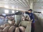 Chăn nuôi lợn gia công tại HTX Phú Hưng, Hải Phú, Hải Lăng