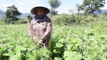 Cây đậu xanh trở thành sản phẩm thế mạnh của nhiều địa phương trong tỉnh