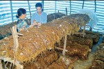 Mô hình trồng nấm rơm mang lại hiệu quả kinh tế cao