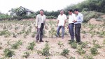 Diện tích cây chè vằng của gia đình ông Trần Văn Thán dự kiến thu hoạch vào tháng 6/2019​