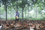 Trang trại chăn nuôi gà Cùa của anh Phạm Hữu Phương​
