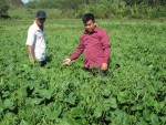 Mô hình trồng đậu xanh trên đất lúa không chủ động nước tưới ở xã Triệu Thượng