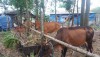 Mô hình nuôi bò nhốt ở xã Triệu Vân
