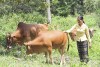 Mô hình nhóm tiết kiệm nuôi bò