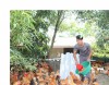 Anh Vũ Văn Bắc - Chủ thương hiệu Gà Cùa Tâm Bắc đang chia thức ăn ủ men vi sinh từ các loại cây dược liệu cho gà - Ảnh: L.T