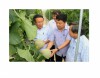 Ông Hà Sỹ Đồng - (bìa trái) phó trưởng Ban chỉ đạo các chương trình mục tiêu quốc gia của tỉnh Quảng Trị, cùng ông Hồ Xuân Hòe - chánh văn phòng Chương trình Nông thôn mới tỉnh đi kiểm tra mô hình sản xuất dưa lưới theo hướng hữu cơ