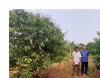 Lão nông Nguyễn Đăng Lực (trái) giữa vườn cây trái - Ảnh: V.N