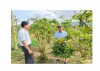 Anh Tín (bên phải) chia sẻ kinh nghiệm trồng, chăm sóc cây đinh lăng