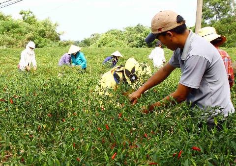 Trồng ớt xuất khẩu giúp nông dân Cam Lộ thu nhập cao