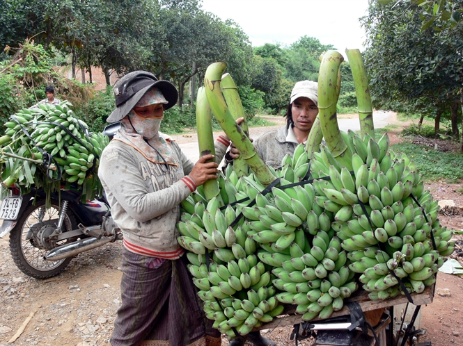 Mô hình trồng chuối XK tăng thu nhập cho người dân vùng Lìa, huyện Hướng Hóa
