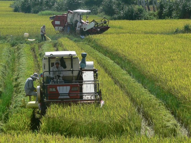 Nông dân huyện Cam Lộ thu hoạch lúa HT 2014