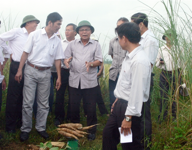 Ông Nguyễn Công Phán (đội mũ cối), Bí thư Huyện ủy Cam Lộ (Quảng Trị), đi kiểm tra mô hình SX giống sắn ngắn ngày