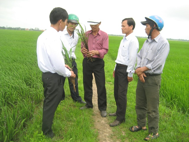 Lãnh đạo xã Triệu Trung và Ban Chủ nhiệm HTX Đạo Đầu, xã Triệu Trung đang kiểm tra sự phát triển cây lúa Thảo Dược.