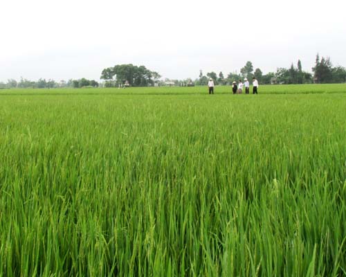 Cánh đồng lớn: Hướng đi mới trong sản xuất nông nghiệp ở Triệu Phong