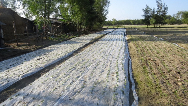 Mô hình trồng lạc phủ ni long mang lại hiệu quả cao ở Cam Lộ