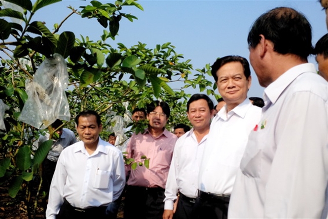 Thủ tướng Chính phủ Nguyễn Tấn Dũng thăm một vườn ổi SX theo mô hình VietGAP tại TX.Long Khánh, Đồng Nai (Ảnh: HT - K. Giới).