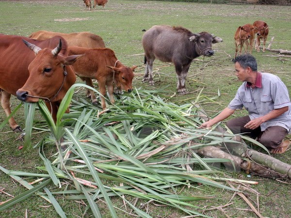 Nông dân xã Hương Sơn, huyện miền núi Tân Kỳ, Nghệ An được vay vốn phát triển chăn nuôi bò xóa đói giảm nghèo