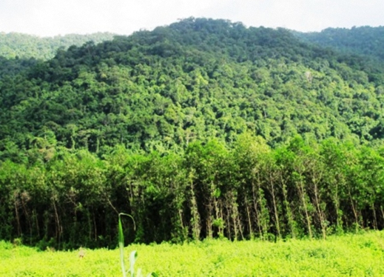 Theo đề án cơ cấu lại ngành lâm nghiệp của Bộ NN& PTNT đến 2020, nước ta sẽ có từ 16,2 đến 16,5 triệu hecta rừng.