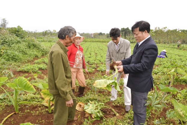 Mô hình xen canh các loại cây ngắn ngày mang lại hiệu quả kinh tế cao ở huyện Vĩnh Linh