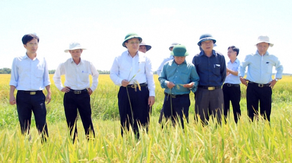 Ông Hà Sỹ Đồng – Phó Chủ tịch UBND tỉnh Quảng Trị (thứ 3 từ trái sang) thăm cánh đồng mẫu lớn trên địa bàn huyện Hải Lăng nhằm tìm giải pháp mở rộng.