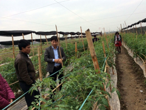 Cán bộ Hội ND Việt Nam thăm mô hình trồng rau an toàn của Hội ND Thái Bình. Ảnh: T.L
