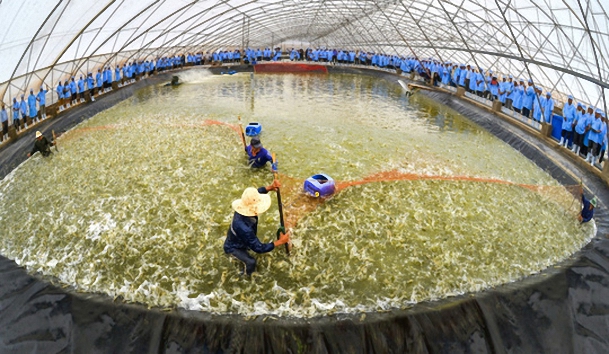 Thu hoạch tôm từ mô hình siêu thâm canh trong nhà kính tại Bạc Liêu  Ảnh: CÔNG TUẤN