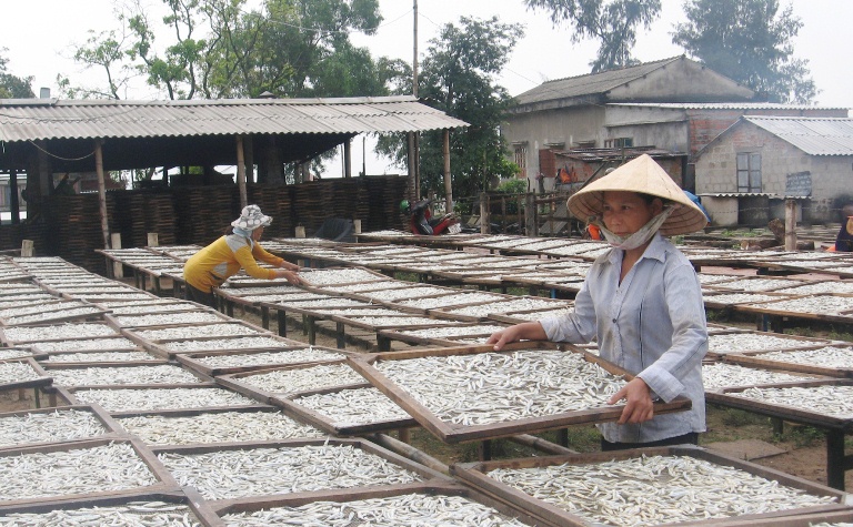 Nghề hấp sấy cá ở xã Gio Việt (Gio Linh)