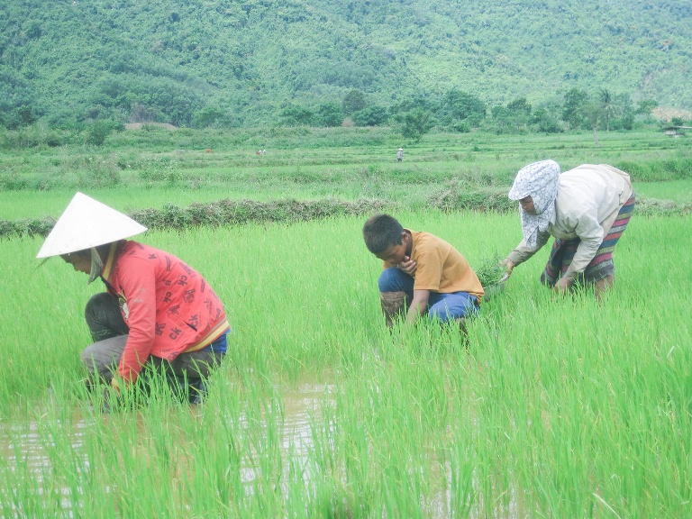 Cần thay đổi tập quán canh tác trong sản xuất nông nghiệp cho đồng bào dân tộc thiểu số huyện Đakrông