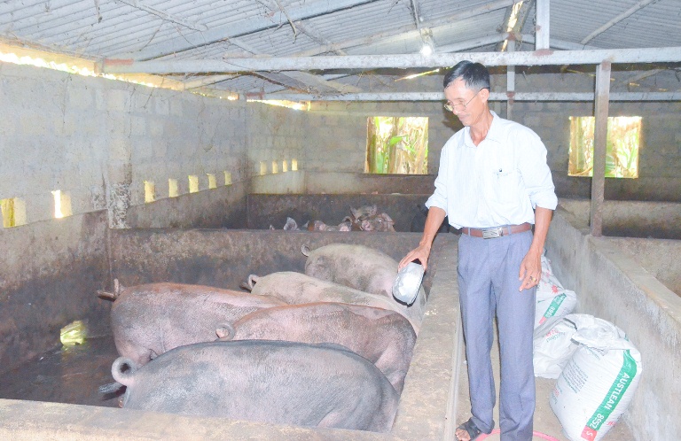 Mô hình chăn nuôi ở Vĩnh Linh mang lại hiệu quả kinh tế cao