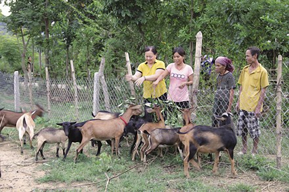 Thành lập nhóm hộ chăn nuôi dê ở vùng đồng bào dân tộc