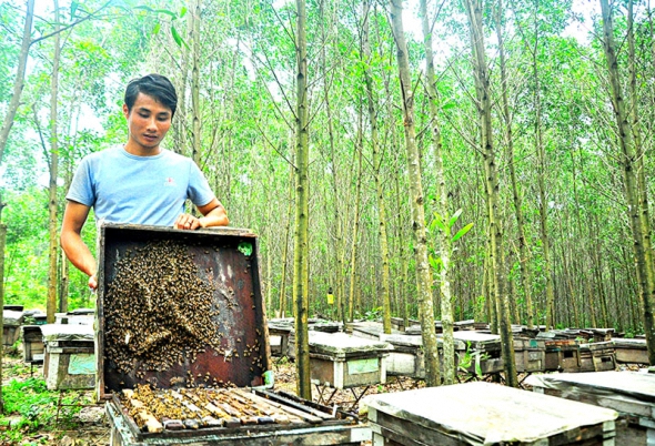 Nghề nuôi ong mang niềm vui đến với gia đình anh Lê Văn Hoàn