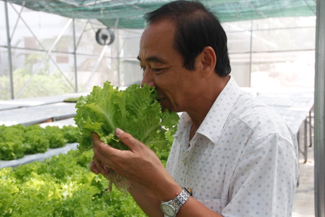 Ông Trần Đới, Chủ tịch HĐQT kiêm Giám đốc HTX Nông nghiệp công nghệ cao Nguyên Khang- Hải Lăng garden đã nhổ rau thủy canh ăn ngay tại vườn. Ảnh: Ngọc Vũ