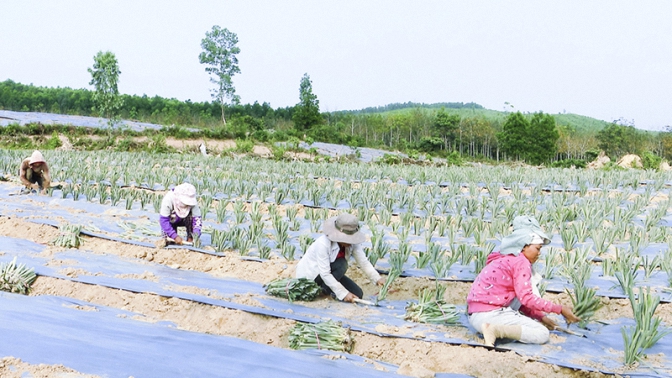 Phát triển cây dứa tại huyện Cam Lộ
