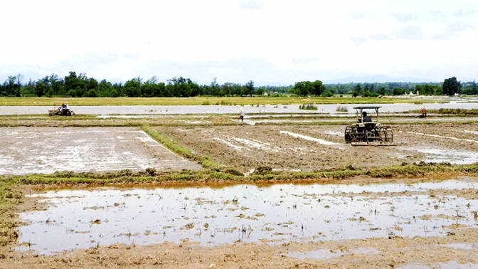 Gio Linh đẩy mạnh xây dựng cánh đồng lớn sản xuất lúa chất lượng cao