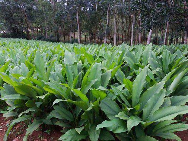 Vườn trồng nghệ đem lại thu nhập cao cho người dân xã Cam Nghĩa