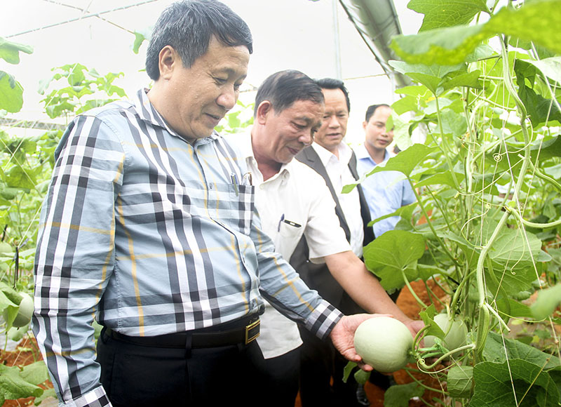 Đồng chí Hà Sỹ Đồng, Phó Chủ tịch UBND tỉnh đi thực địa mô hình trồng dưa lưới, dưa hấu công nghệ cao tại HTX Trường Sơn, xã Vĩnh Tú