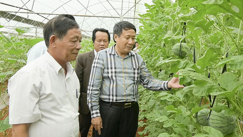 Huyện Vĩnh Linh triển khai nhiều mô hình sản xuất nông sản sạch cho thu nhập cao