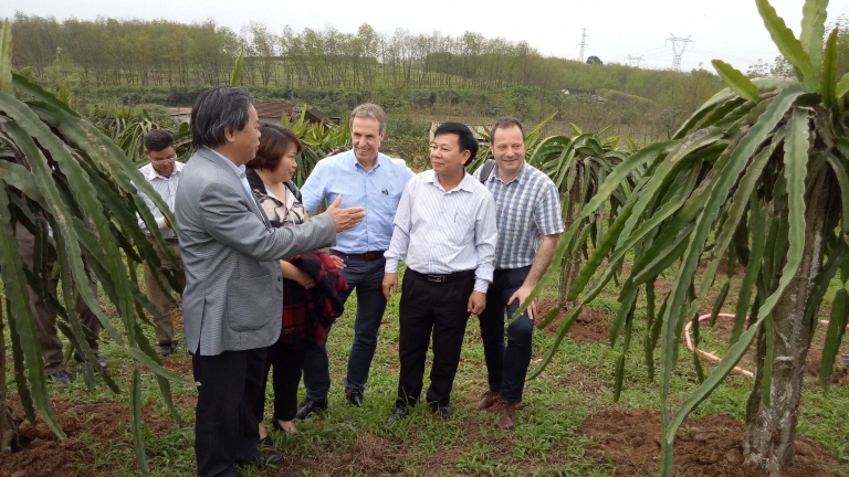 Đoàn công tác khảo sát thực tế cây Thanh long ở xã Vĩnh Thủy, huyện Vĩnh Linh